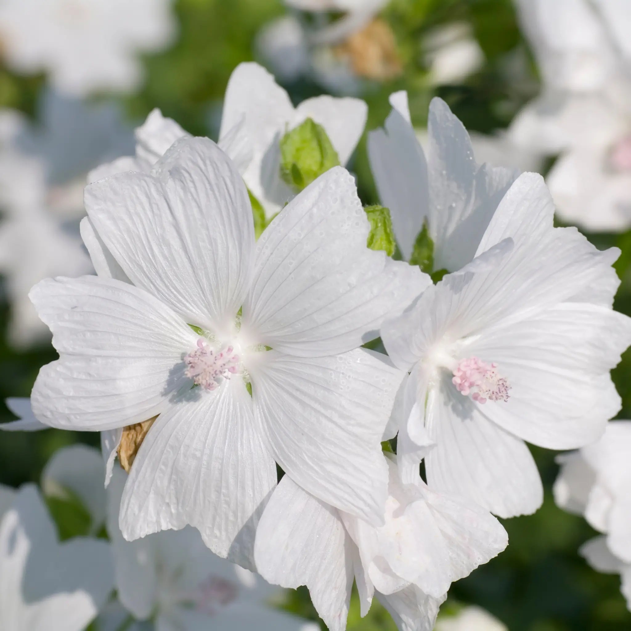 Flores de almizcle