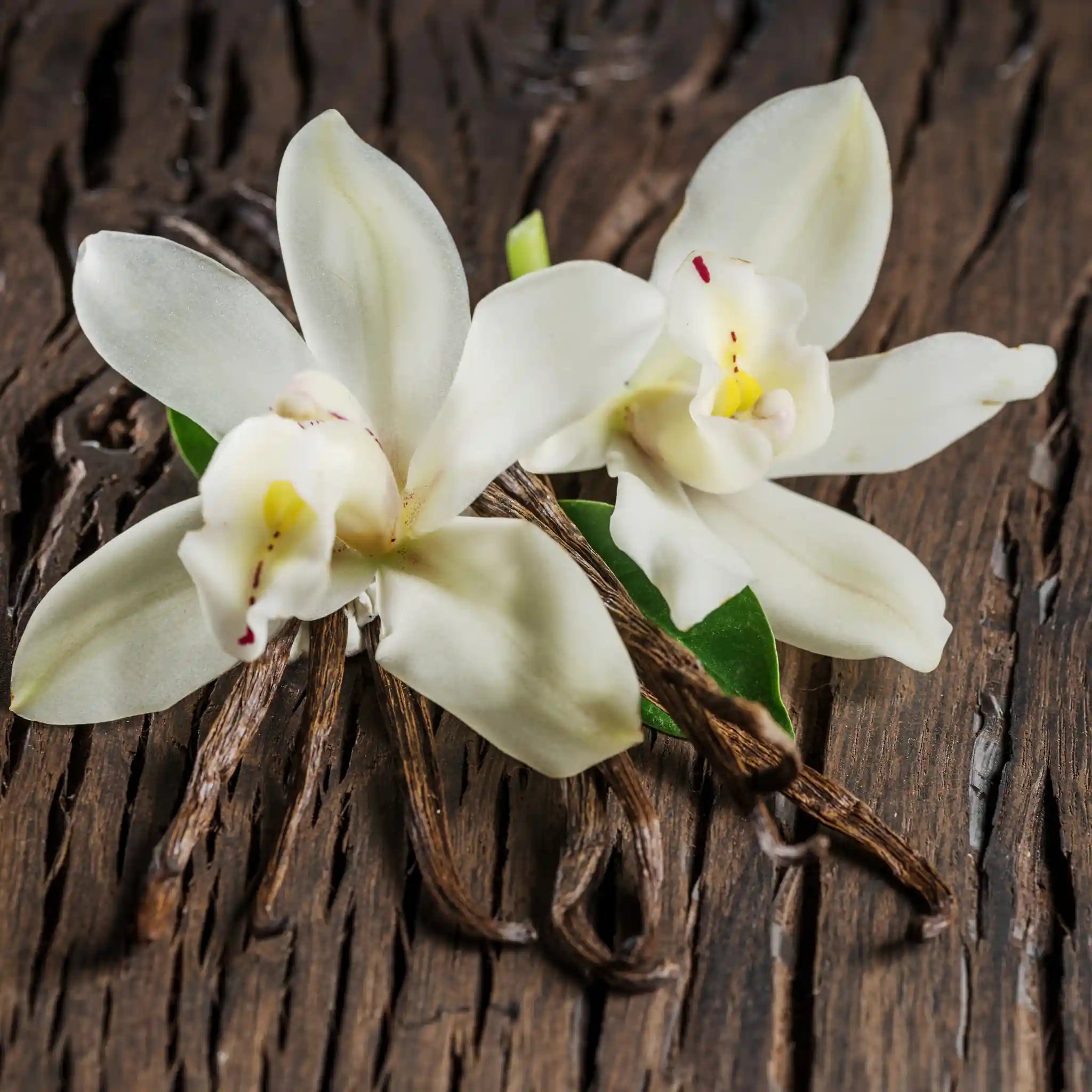 Flores de vainilla