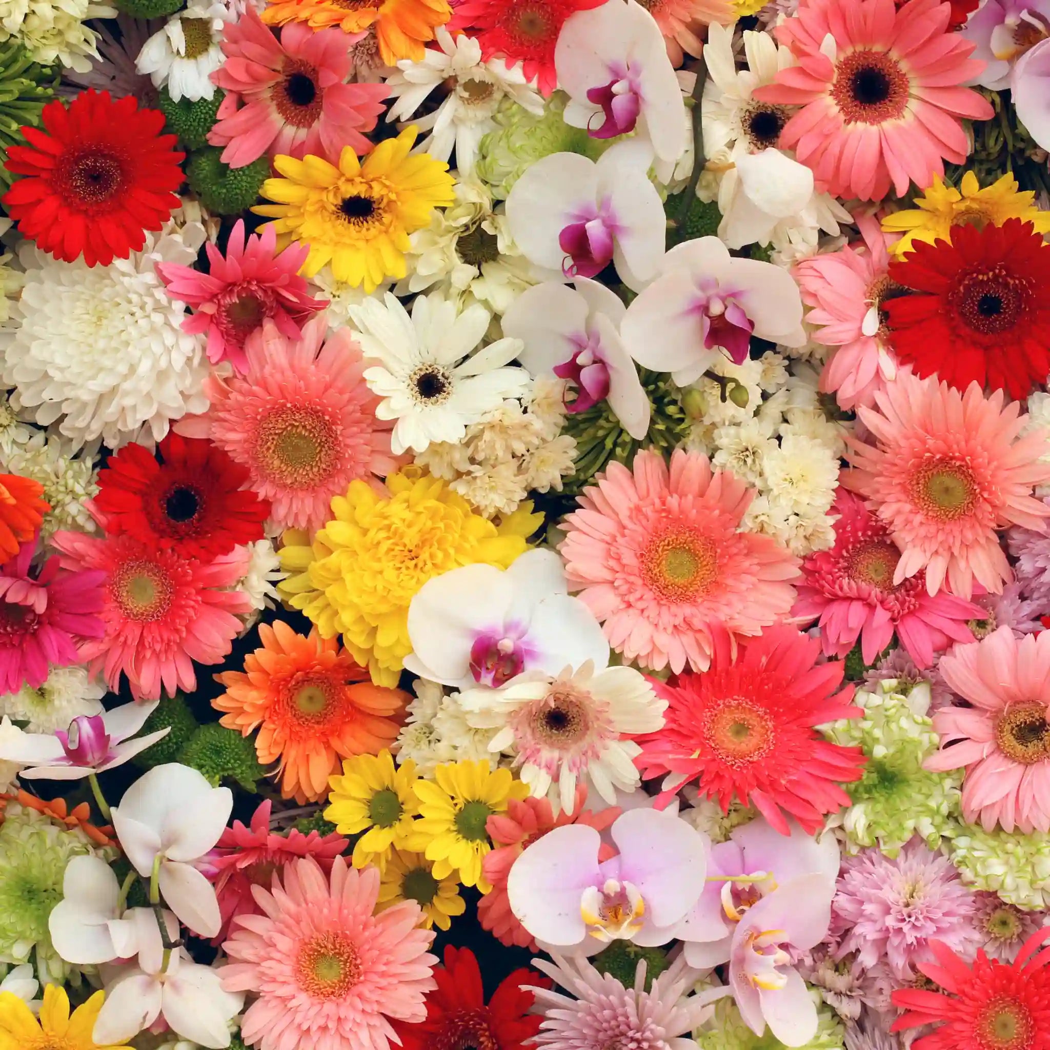 Flores de muchos colores