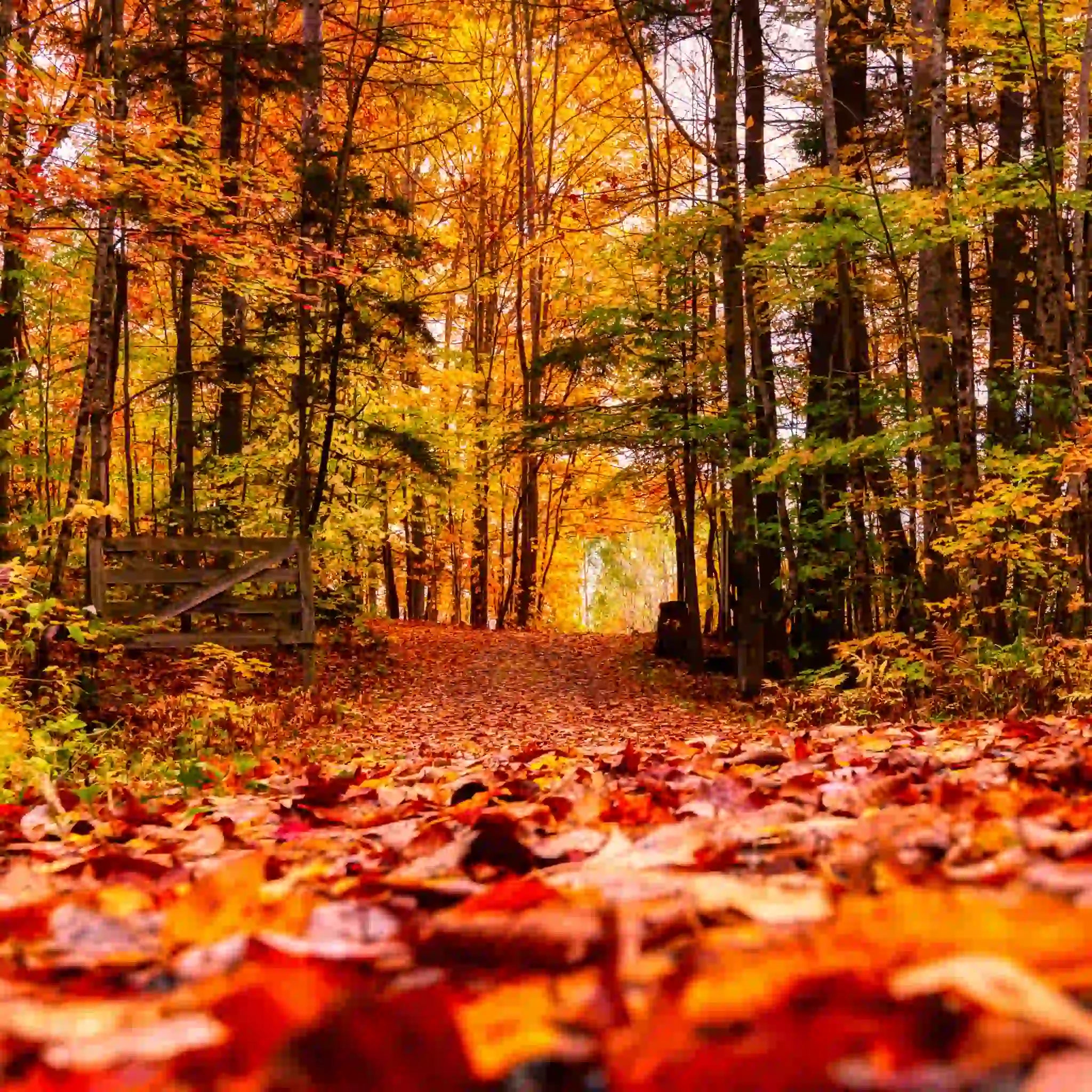 Bosque otoñal