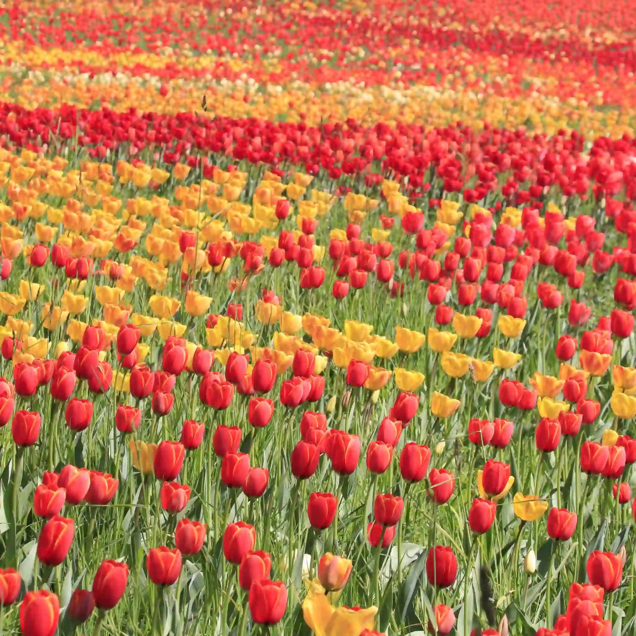 Flores primaverales